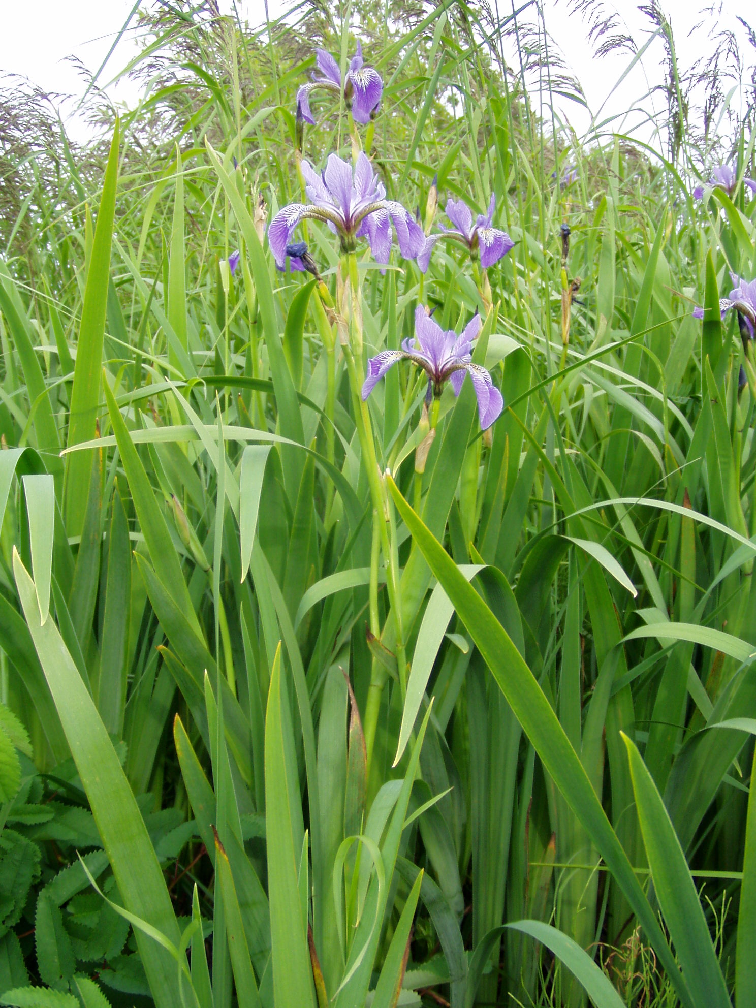 Blue Flag Iris Watersheds Canada Work, Live & Play in Healthy Lakes