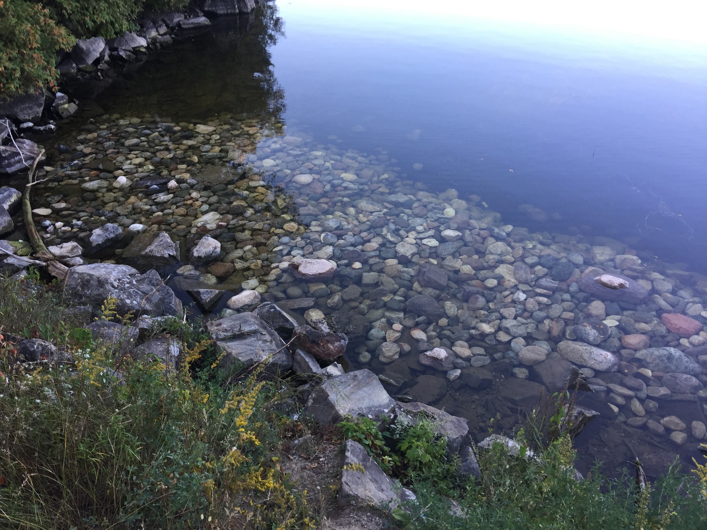Sharbot Lake Walleye Spawning Bed Restoration